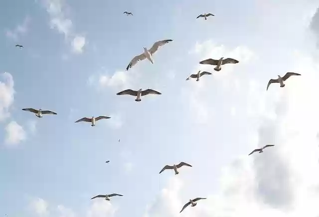 Free download seagulls flight birds sky freedom free picture to be edited with GIMP free online image editor