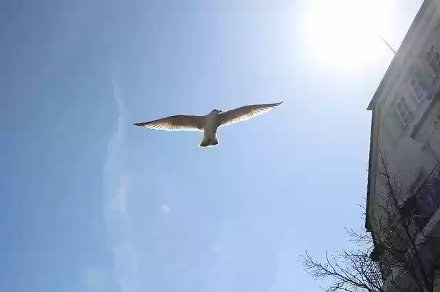 Free download Seagull Sky Bird -  free photo or picture to be edited with GIMP online image editor