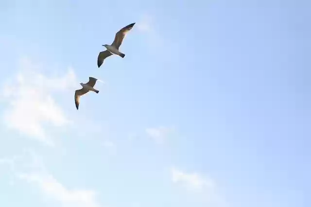 Free download Seagull Sky Nature -  free photo or picture to be edited with GIMP online image editor