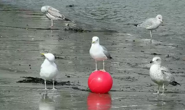 Free download Seagulls Managers -  free photo or picture to be edited with GIMP online image editor