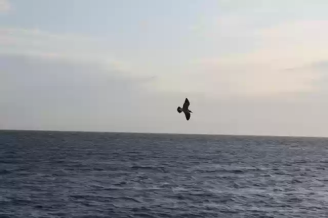 Free download Seagull Water Ocean -  free photo or picture to be edited with GIMP online image editor