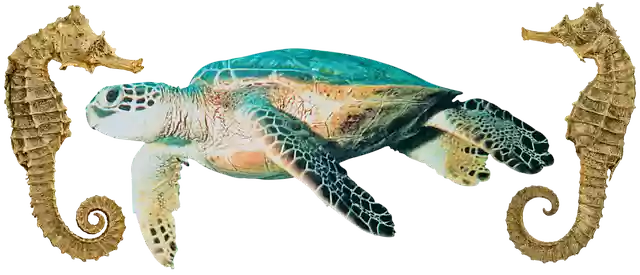 Free download Seahorse Sea Turtle Flippers -  free free photo or picture to be edited with GIMP online image editor