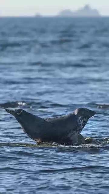 Free download seal animal sea grey seal wildlife free picture to be edited with GIMP free online image editor