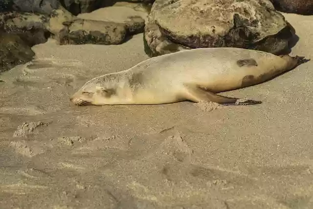 Free download seal beach shore sand animal free picture to be edited with GIMP free online image editor