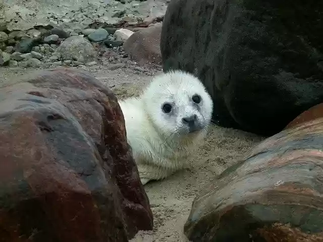 Free download Seal Puppy -  free photo or picture to be edited with GIMP online image editor