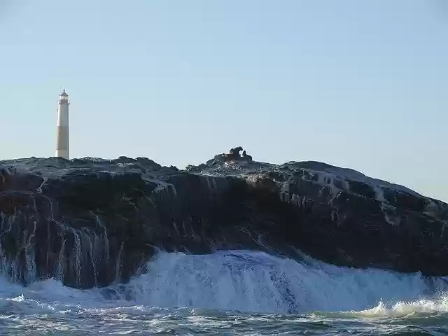 Free download Seals Sea Wave -  free photo or picture to be edited with GIMP online image editor