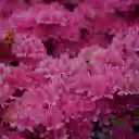 Sea of ​​pink flowers  screen for extension Chrome web store in OffiDocs Chromium