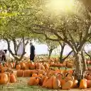 Sea of ​​pumpkins  screen for extension Chrome web store in OffiDocs Chromium