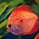 Sea orange fish  screen for extension Chrome web store in OffiDocs Chromium