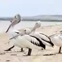 Sea Pelicans  screen for extension Chrome web store in OffiDocs Chromium