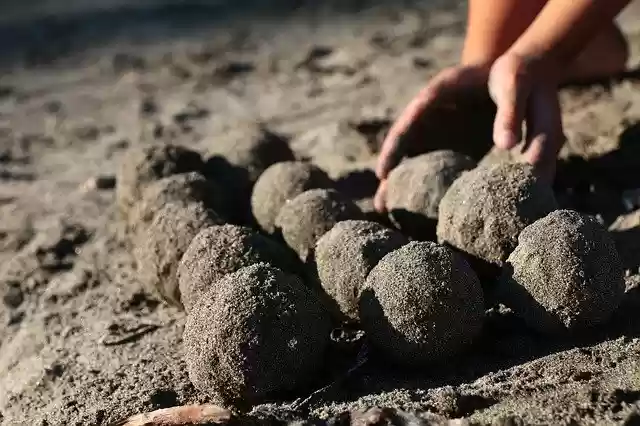 Free download Sea Sandy Beach -  free photo or picture to be edited with GIMP online image editor