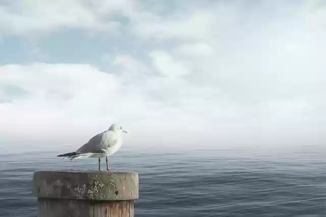 Free download sea seagull clouds calm down fog free picture to be edited with GIMP free online image editor