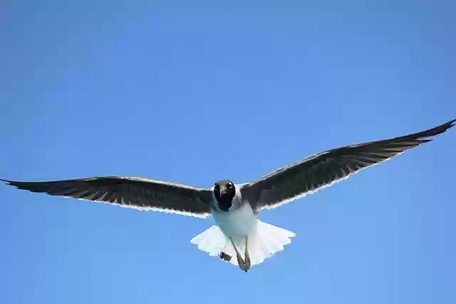 Free download Sea Seagull Flight -  free photo or picture to be edited with GIMP online image editor