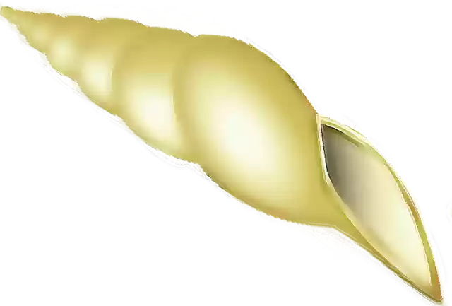 Free download Seashell Beach Shell -  free illustration to be edited with GIMP free online image editor
