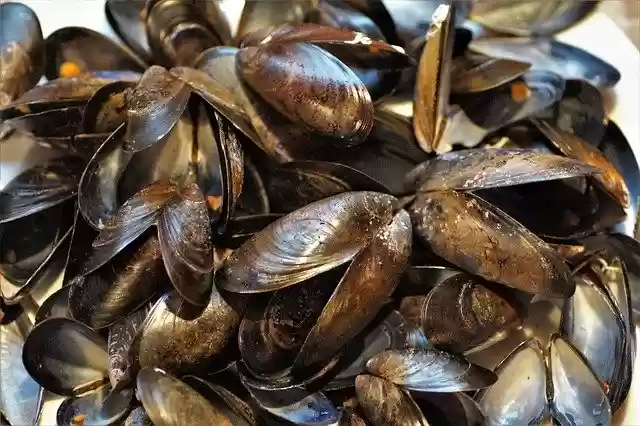 Free download Seashell Mussels Edible -  free photo or picture to be edited with GIMP online image editor