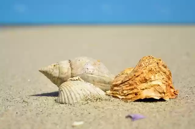 Free download Sea Shell Ocean -  free photo or picture to be edited with GIMP online image editor