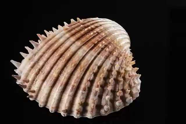 Free download sea shell shell casing free picture to be edited with GIMP free online image editor