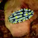 Sea snail  screen for extension Chrome web store in OffiDocs Chromium Sea snail  screen for extension Chrome web store in OffiDocs Chromium