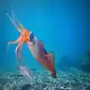 sea ​​squid wallpaper  screen for extension Chrome web store in OffiDocs Chromium