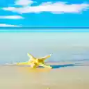 Sea starfish wallpaper  screen for extension Chrome web store in OffiDocs Chromium