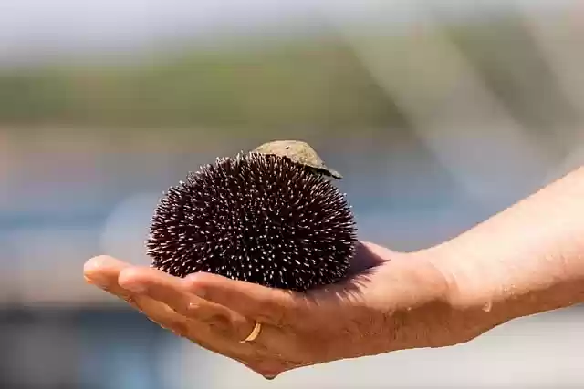 Free download sea urchin nature wildlife sea life free picture to be edited with GIMP free online image editor