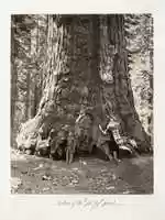 Free download Section of the Grizzly Giant, 101 feet circumference free photo or picture to be edited with GIMP online image editor