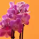 Seductive purple orchid branchesSeductive purple orchid branches  screen for extension Chrome web store in OffiDocs Chromium