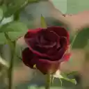 Seductive rose buds  screen for extension Chrome web store in OffiDocs Chromium