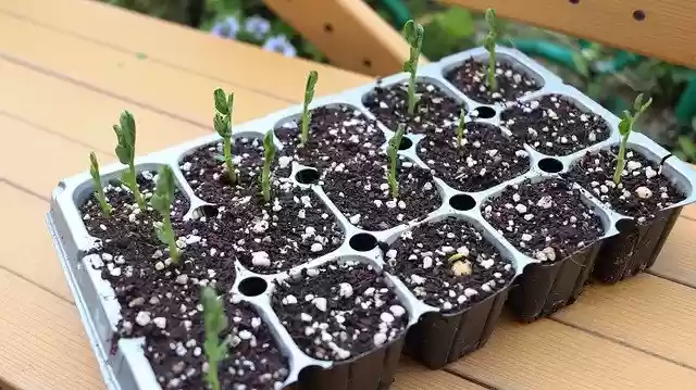 Free download Seedlings Seeds Agriculture -  free photo or picture to be edited with GIMP online image editor