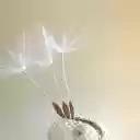 Seeds bloom  screen for extension Chrome web store in OffiDocs Chromium