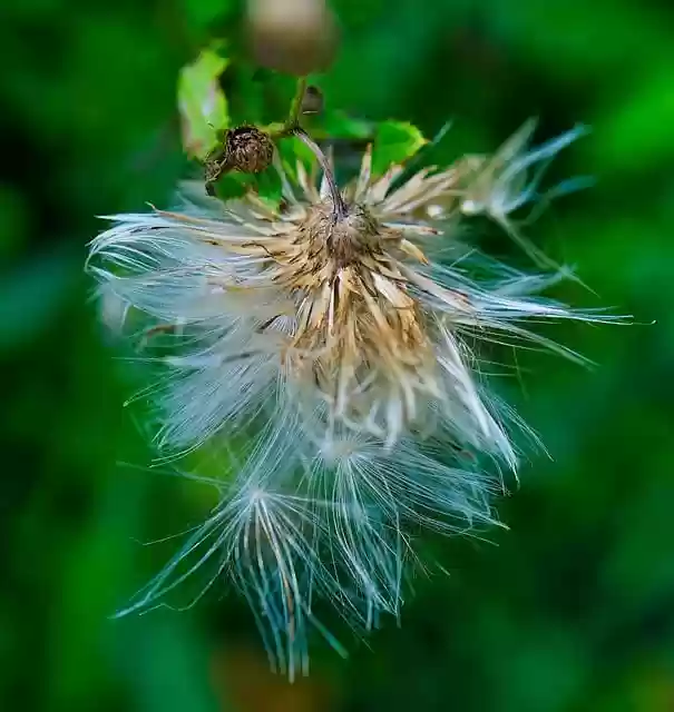 Free download seeds dried buds plant botany free picture to be edited with GIMP free online image editor