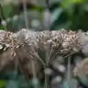 Seeds on the tree  screen for extension Chrome web store in OffiDocs Chromium