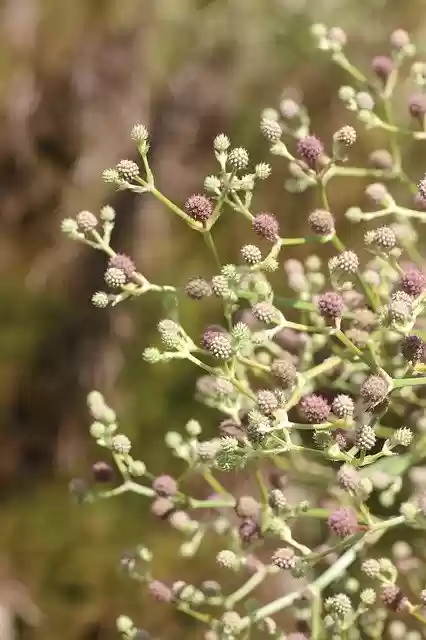 Free download Seeds Texture Botany -  free photo or picture to be edited with GIMP online image editor