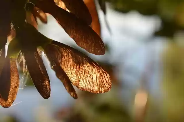 Free download Seeds Tree Forest -  free photo or picture to be edited with GIMP online image editor
