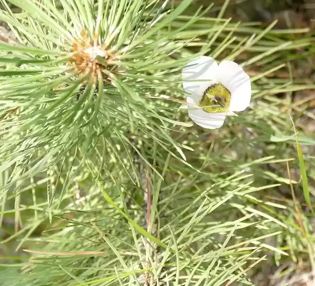 Free download Sego Lily With Pine Sapling -  free photo or picture to be edited with GIMP online image editor