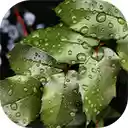 selective focus shot dew covered green leaves forest  screen for extension Chrome web store in OffiDocs Chromium