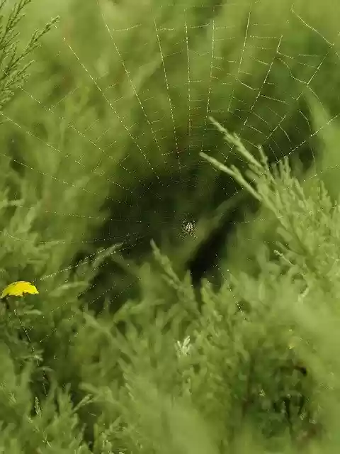 Free download September Garden Spider -  free photo or picture to be edited with GIMP online image editor