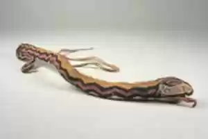 Free download Serpent ornament free photo or picture to be edited with GIMP online image editor