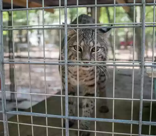 Free download Serval Big Cat Rescue -  free photo or picture to be edited with GIMP online image editor