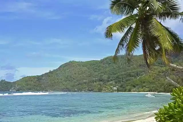 Free download Seychelles Praslin Palm Trees -  free photo or picture to be edited with GIMP online image editor