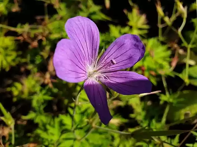 Free download Shadow Flower Nature -  free free photo or picture to be edited with GIMP online image editor