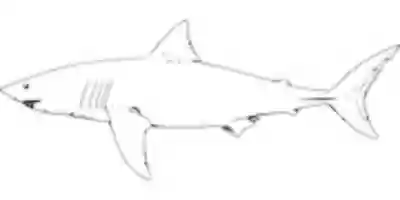 Free download shark-30367_960_720 free photo or picture to be edited with GIMP online image editor