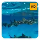 shark Wallpaper HD New Tab Theme  screen for extension Chrome web store in OffiDocs Chromium