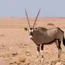 Sharp horned antelope  screen for extension Chrome web store in OffiDocs Chromium