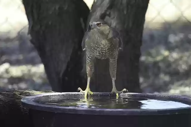 Free download Sharp-Shinned Hawk Predator -  free photo or picture to be edited with GIMP online image editor