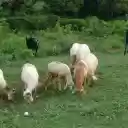 Sheep and goats  screen for extension Chrome web store in OffiDocs Chromium