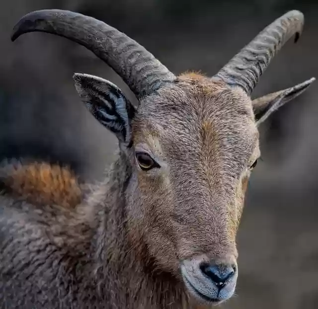 Free download sheep barbary sheep horns aoudad free picture to be edited with GIMP free online image editor