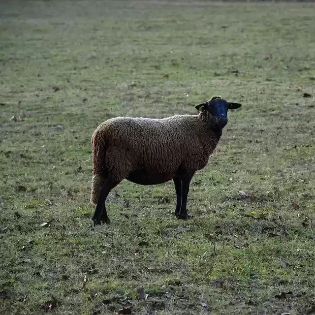 Free download Sheep Black Mutton -  free photo or picture to be edited with GIMP online image editor