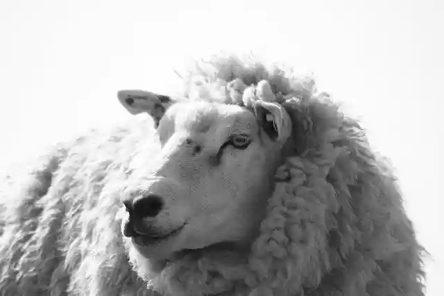 Free download Sheep Black White Animal -  free photo or picture to be edited with GIMP online image editor