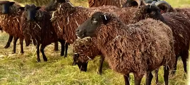 Free download Sheep Brown Nature -  free photo or picture to be edited with GIMP online image editor